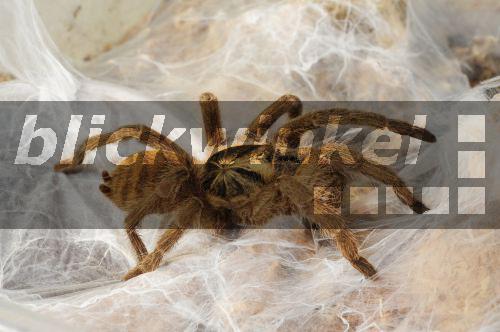 Blickwinkel Trinidad Zwergvogelspinne Tiger Zwergvogelspinne Hapalopus Incei Vogelspinne Im Gespinst Trinidad Olive Tarantula Hapalopus Incei Bird Spider In Web B Trapp