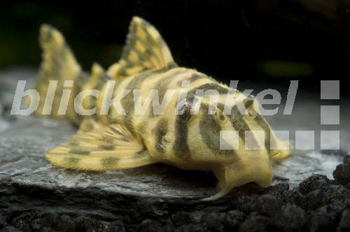 blickwinkel Zwergschilderwels, ZwergschilderWels (Peckoltia compta