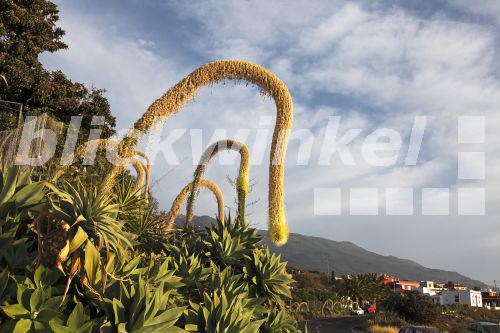 Drachenbaum-Agave, Drachenbaumagave, Schwanenhalsagave, Schwanenhals-Agave (Agave attenuata), Agaven an der Strasse, Kanaren, La Palma<BR>foxtail agave, spineless century plant (Agave attenuata), agaves at the street, Canary Islands, La Palma - M. Woike Drachenbaum-Agave, Drachenbaumagave, Schwanenhalsagave, Schwanenhals-Agave (Agave attenuata), Agaven an der Strasse, Kanaren, La Palma<BR>foxtail agave, spineless century plant (Agave attenuata), agaves at the street, Canary Islands, La Palma - M. Woike