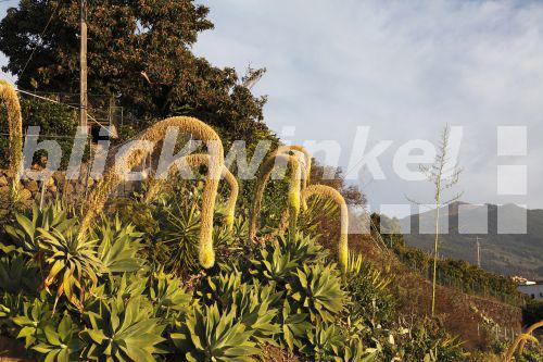 Drachenbaum-Agave, Drachenbaumagave, Schwanenhalsagave, Schwanenhals-Agave (Agave attenuata), Agaven am Hang, Kanaren, La Palma<BR>foxtail agave, spineless century plant (Agave attenuata), agaves at a slope, Canary Islands, La Palma - M. Woike Drachenbaum-Agave, Drachenbaumagave, Schwanenhalsagave, Schwanenhals-Agave (Agave attenuata), Agaven am Hang, Kanaren, La Palma<BR>foxtail agave, spineless century plant (Agave attenuata), agaves at a slope, Canary Islands, La Palma - M. Woike