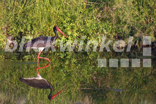 Schwarzstorch, Schwarz-Storch (Ciconia nigra), watet im Fluss, Spiegelbild, Griechenland, Lesbos<BR>black stork (Ciconia nigra), wades in a river, mirror image, Greece, Lesbos - M. Woike Schwarzstorch, Schwarz-Storch (Ciconia nigra), watet im Fluss, Spiegelbild, Griechenland, Lesbos<BR>black stork (Ciconia nigra), wades in a river, mirror image, Greece, Lesbos - M. Woike