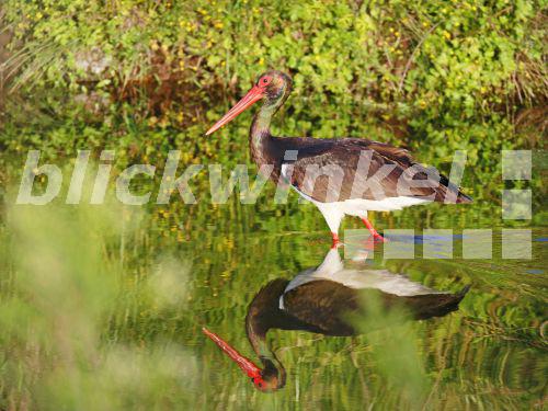 Schwarzstorch, Schwarz-Storch (Ciconia nigra), watet im Fluss, Spiegelbild, Griechenland, Lesbos<BR>black stork (Ciconia nigra), wades in a river, mirror image, Greece, Lesbos - M. Woike Schwarzstorch, Schwarz-Storch (Ciconia nigra), watet im Fluss, Spiegelbild, Griechenland, Lesbos<BR>black stork (Ciconia nigra), wades in a river, mirror image, Greece, Lesbos - M. Woike