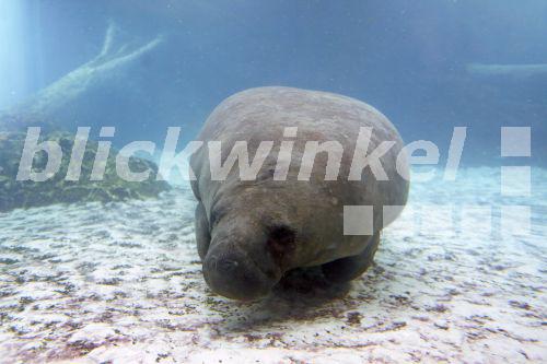 Florida-Manati, Floridamanati, Karibik-Manati, Karibikmanati, Westindische Seekuh, Rundschwanz-Seekuh, Rundschwanzseekuh, Nagelmanati, Nagel-Manati, Seekuh (Trichechus manatus latirostris, Trichechus latirostris), schwimmende Manati, USA, Florida<BR>Florida manatee, North American Manatee (Trichechus manatus latirostris, Trichechus latirostris), swimming manatee, USA, Florida - M. Woike Florida-Manati, Floridamanati, Karibik-Manati, Karibikmanati, Westindische Seekuh, Rundschwanz-Seekuh, Rundschwanzseekuh, Nagelmanati, Nagel-Manati, Seekuh (Trichechus manatus latirostris, Trichechus latirostris), schwimmende Manati, USA, Florida<BR>Florida manatee, North American Manatee (Trichechus manatus latirostris, Trichechus latirostris), swimming manatee, USA, Florida - M. Woike