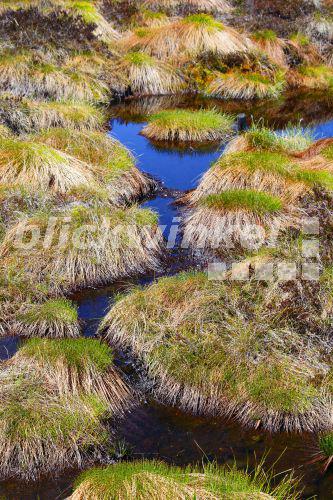 blickwinkel - Rasen-Haarsimse, Rasenhaarsimse, Rasensimse, Rasen-Simse