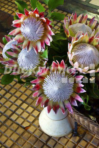 Protea, Susara (Protea 'Susara', Protea susara), Proteablueten auf dem Blumenmarkt, Madeira, Funchal<BR>protea (Protea 'Susara', Protea susara), protea flowers on a flower market, Madeira, Funchal - E. Teister Protea, Susara (Protea 'Susara', Protea susara), Proteablueten auf dem Blumenmarkt, Madeira, Funchal<BR>protea (Protea 'Susara', Protea susara), protea flowers on a flower market, Madeira, Funchal - E. Teister