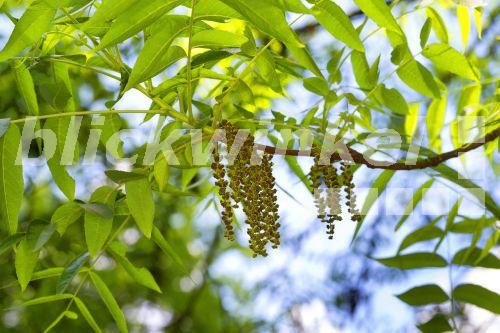 blickwinkel - Felsen-Walnuss, Felsenwalnuss, Felsen-Nuss, Felsennuss