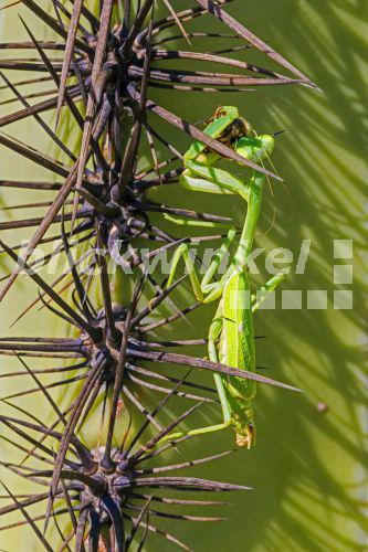 blickwinkel ArizonaGottesanbeterin, Arizonagottesanbeterin