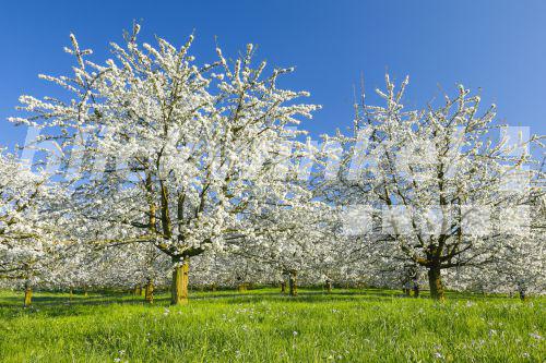blickwinkel - Kirschbaum, Kirsch-Baum (Prunus avium), bluehende