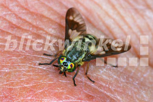 blickwinkel Goldaugenbremse, GoldaugenBremse (Chrysops