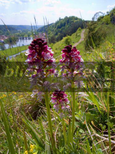 Brand-Knabenkraut, Brandknabenkraut, Brandorchis, Brand-Orchis (Orchis ustulata, Neotinea ustulata), bluehend auf einer Wiese, Deutschland, Bayern<BR>Burnt orchid, Burnt-tip orchid, Burnt tip orchid (Orchis ustulata, Neotinea ustulata), blooming in a meadow, Germany, Bavaria - W. Willner Brand-Knabenkraut, Brandknabenkraut, Brandorchis, Brand-Orchis (Orchis ustulata, Neotinea ustulata), bluehend auf einer Wiese, Deutschland, Bayern<BR>Burnt orchid, Burnt-tip orchid, Burnt tip orchid (Orchis ustulata, Neotinea ustulata), blooming in a meadow, Germany, Bavaria - W. Willner