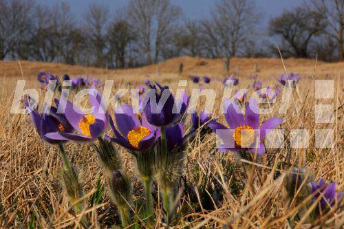 Finger-Kuechenschelle, Fingerkuechenschelle, Finger-Kuhschelle, Fingerkuhschelle (Pulsatilla patens), bluehend auf einer Wiese, Deutschland, Bayern, Oberbayern, NSG Garchinger Heide<BR>pasque flower (Pulsatilla patens), blooming in a meadow, Germany, Bavaria, Oberbayern, Upper Bavaria, NSG Garchinger Heide - W. Willner Finger-Kuechenschelle, Fingerkuechenschelle, Finger-Kuhschelle, Fingerkuhschelle (Pulsatilla patens), bluehend auf einer Wiese, Deutschland, Bayern, Oberbayern, NSG Garchinger Heide<BR>pasque flower (Pulsatilla patens), blooming in a meadow, Germany, Bavaria, Oberbayern, Upper Bavaria, NSG Garchinger Heide - W. Willner