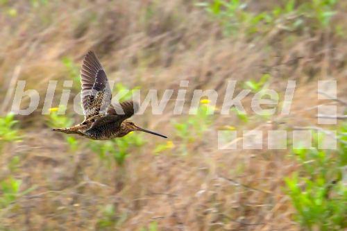 blickwinkel Madagaskarbekassine, MadagaskarBekassine (Gallinago