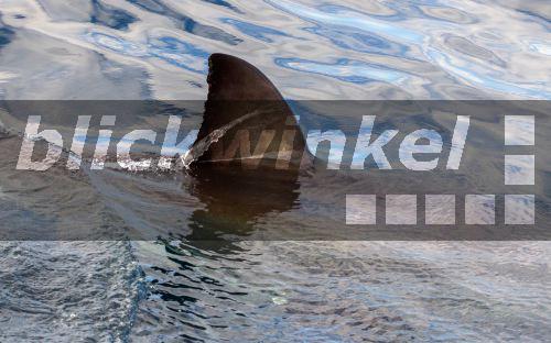 blickwinkel Weisshai, Weisser Hai, Menschenhai (Carcharodon