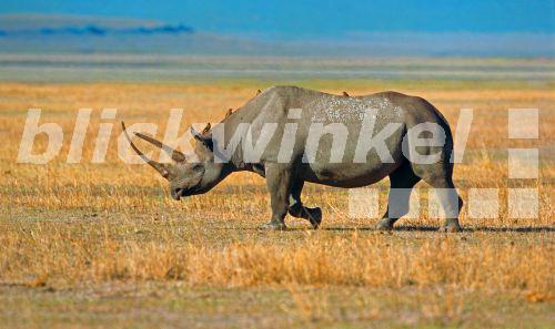 blickwinkel - Spitzmaulnashorn, Spitzmaul-Nashorn, Spitzlippennashorn