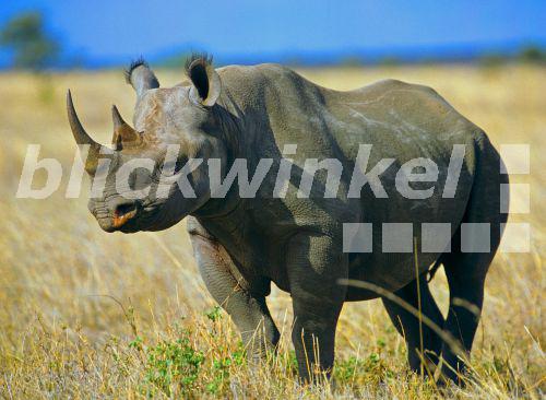 blickwinkel - Spitzmaulnashorn, Spitzmaul-Nashorn, Spitzlippennashorn