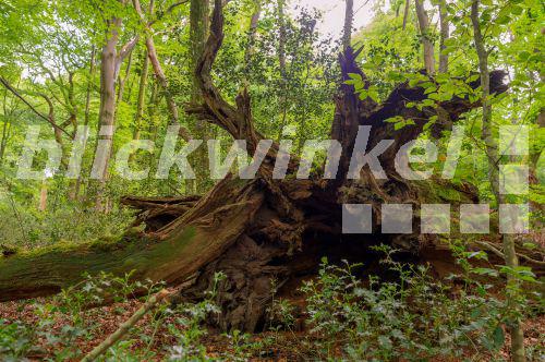 blickwinkel Eiche (Quercus spec.), Totholz einer alten