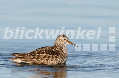 Graubrust-Strandlaeufer, Graubruststrandlaeufer (Calidris melanotos), badet, Finnland, Suedwestfinnland, Varsinais-Suomi, Laensi-Turunmaa<BR>pectoral sandpiper (Calidris melanotos), bathing, Finland, Southwest-Finland, Varsinais-Suomi, Lansi-Turunmaa - AGAMI/M. Varesvuo Graubrust-Strandlaeufer, Graubruststrandlaeufer (Calidris melanotos), badet, Finnland, Suedwestfinnland, Varsinais-Suomi, Laensi-Turunmaa<BR>pectoral sandpiper (Calidris melanotos), bathing, Finland, Southwest-Finland, Varsinais-Suomi, Lansi-Turunmaa - AGAMI/M. Varesvuo