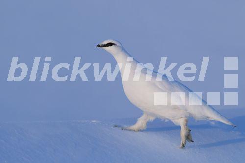 Schweizer Schneehuhn, Alpenschneehuhn, Alpen-Schneehuhn (Lagopus muta helvetica, Lagopus helvetica, Lagopus mutus), Maennchen im Wintergefieder laeuft am Spaetnachmittag ueber gefrorenen Schnee, Deutschland<BR>Rock ptarmigan, Snow chicken (Lagopus muta helvetica, Lagopus helvetica, Lagopus mutus), adult male in winter plumage, walking on frozen snow in the later afternoon, Germany - AGAMI/R. Martin Schweizer Schneehuhn, Alpenschneehuhn, Alpen-Schneehuhn (Lagopus muta helvetica, Lagopus helvetica, Lagopus mutus), Maennchen im Wintergefieder laeuft am Spaetnachmittag ueber gefrorenen Schnee, Deutschland<BR>Rock ptarmigan, Snow chicken (Lagopus muta helvetica, Lagopus helvetica, Lagopus mutus), adult male in winter plumage, walking on frozen snow in the later afternoon, Germany - AGAMI/R. Martin