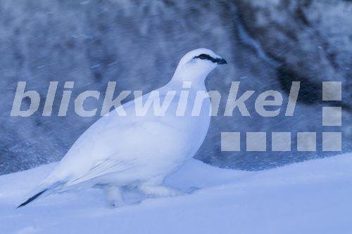 Schweizer Schneehuhn, Alpenschneehuhn, Alpen-Schneehuhn (Lagopus muta helvetica, Lagopus helvetica, Lagopus mutus), Maennchen im Wintergefieder laeuft im Schnee, Deutschland<BR>Rock ptarmigan, Snow chicken (Lagopus muta helvetica, Lagopus helvetica, Lagopus mutus), adult male in winter plumage walking in snow, Germany - AGAMI/R. Martin Schweizer Schneehuhn, Alpenschneehuhn, Alpen-Schneehuhn (Lagopus muta helvetica, Lagopus helvetica, Lagopus mutus), Maennchen im Wintergefieder laeuft im Schnee, Deutschland<BR>Rock ptarmigan, Snow chicken (Lagopus muta helvetica, Lagopus helvetica, Lagopus mutus), adult male in winter plumage walking in snow, Germany - AGAMI/R. Martin