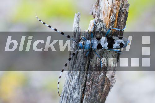 Alpenbock, Alpen-Bock, Alpenbockkaefer, Alpen-Bockkaefer (Rosalia alpina), sitzt auf Totholz, Deutschland, Bayern<BR>Rosalia longicorn (Rosalia alpina), sits on deadwood, Germany, Bavaria - AGAMI/R. Martin Alpenbock, Alpen-Bock, Alpenbockkaefer, Alpen-Bockkaefer (Rosalia alpina), sitzt auf Totholz, Deutschland, Bayern<BR>Rosalia longicorn (Rosalia alpina), sits on deadwood, Germany, Bavaria - AGAMI/R. Martin